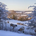 Cotswold landscape with sheep in snow Royalty Free Stock Photo