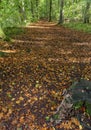 Beech Woodland Track