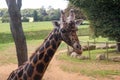 Giraffe looking at Cotswolds wildlife park and Gardens Royalty Free Stock Photo