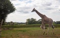 Giraffe running at Cotswolds wildlife park and Gardens Royalty Free Stock Photo