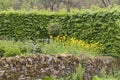 Cotswolds stone fence, green hedge in a wild garden