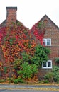 cottage covered in virginia creeper Royalty Free Stock Photo