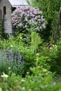 Cottage english garden in spring. Blooming syringa meyeri Palibin Royalty Free Stock Photo