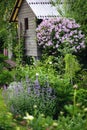 Cottage english garden in spring. Blooming syringa meyeri Palibin with rustic wooden house on background. Royalty Free Stock Photo