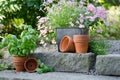 Cottage garden - beautiful flowers in pots Royalty Free Stock Photo