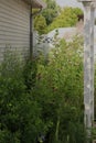 A cottage garden with blooming Purple Coneflower, Liatris, False Blue Indigo, Milkweed, Goldenrod, Tamarisk and Yellow Coneflowers Royalty Free Stock Photo