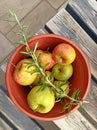 A cottage garden harvest of organic apples and sprig of fresh rosemary in a bowl on a picnic table.