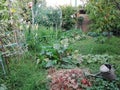 Cottage garden vegetable plot growing vegetable