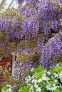 Cottage garden wisteria Royalty Free Stock Photo