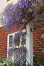 Cottage garden wisteria Royalty Free Stock Photo