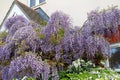 Cottage garden wisteria Royalty Free Stock Photo