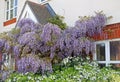 Cottage garden wisteria Royalty Free Stock Photo