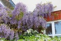 Cottage garden wisteria Royalty Free Stock Photo