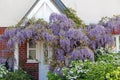 Cottage garden wisteria Royalty Free Stock Photo