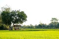 Cottage and green rice field