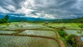 Cottage Green Terrace Rice Field With Mountain View