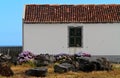 Cottage with hydrangea blooming near the wall Royalty Free Stock Photo