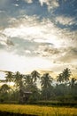 views of the rice fields in the morning with a warm atmosphere and twilight sky Royalty Free Stock Photo