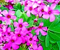 Cottage Pink Wood Sorrel Oxalis