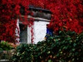 Cottage with red leaves and dark green leaves Royalty Free Stock Photo