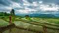 Cottage Rice Field Mountain View