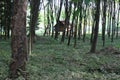 Cottage in a rubber tree forest in Koh Jum, Thailand