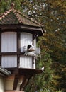 Cottage style pigeon coop with tiled roof Royalty Free Stock Photo