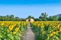 Cottage in sunflower field