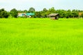 The cottage is surrounded by green rice fields and tree