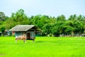 The cottage is surrounded by green rice fields and tree