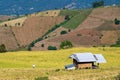 Cottages with woman on the rice fields Royalty Free Stock Photo