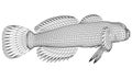 Cottidae fish polygonal lines illustration.