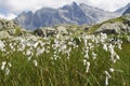 Cottom grass flower eriophorum angustifolium in italian alps Adamello Royalty Free Stock Photo