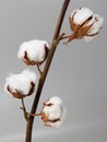 Cotton