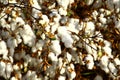 Cotton