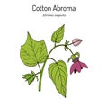 Cotton abroma Abroma augustum , medicinal plant