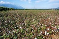 Cotton as it presents itself at the harvest