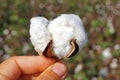 Cotton as it presents itself at the harvest