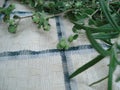 Cotton background with a frame of green plants: lavender, oregano, rosemary. Medicinal and aromatic herbs on a tissue texture.