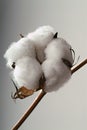 Cotton ball Royalty Free Stock Photo