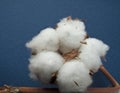 Cotton ball Royalty Free Stock Photo