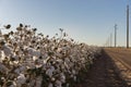 Cotton ball full bloom - agriculture farm crop image