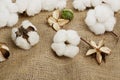 Cotton balls Royalty Free Stock Photo