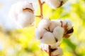 Cotton balls in nature Royalty Free Stock Photo