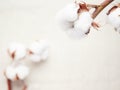cotton blossom close-up view