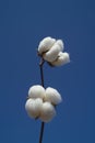 Cotton boll