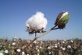 Cotton boll Royalty Free Stock Photo