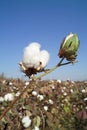 Cotton boll Royalty Free Stock Photo