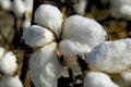 Cotton Boll Royalty Free Stock Photo