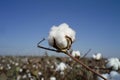 Cotton boll Royalty Free Stock Photo